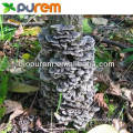 100% Natural Coriolus Versicolor Extract